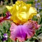 Meadow Song - tall bearded Iris