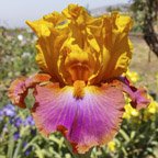 Megabucks - tall bearded Iris