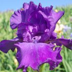 Melancholy Man - fragrant tall bearded Iris