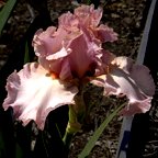 Melissa Sue - reblooming tall bearded Iris