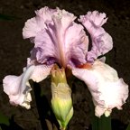 Mellow Magic - fragrant tall bearded Iris