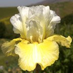 Melted Butter - fragrant tall bearded Iris