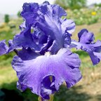 Memphis Blues - tall bearded Iris