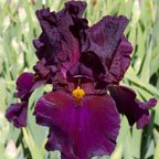 Men In Black - fragrant tall bearded Iris