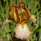 Merit - reblooming MDB Miniature tall Bearded