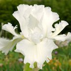 Mesmerizer - reblooming tall bearded Iris