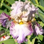 Metamorphic Magic - tall bearded Iris