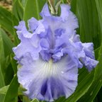 Metolius Blues - tall bearded Iris