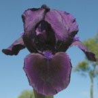 Michael Paul - reblooming SDB Standard Dwarf Bearded