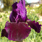 Midnight Caller - reblooming tall bearded Iris