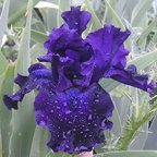 Midnight Caper - tall bearded Iris