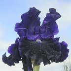 Midnight Cowboy - tall bearded Iris