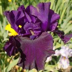 Midnight fragrantrance - fragrant reblooming tall bearded Iris