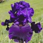 Midnight Madonna - tall bearded Iris