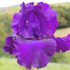 Midnight Mink - fragrant reblooming tall bearded Iris