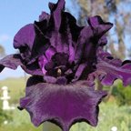 Midsummer Night's Dream - reblooming Intermediate bearded Iris