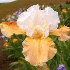 Milk on Apricots - tall bearded Iris