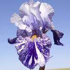 Millennium Falcon - fragrant reblooming tall bearded Iris