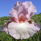 Mimi - fragrant reblooming tall bearded Iris
