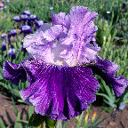 Mind Reader - fragrant tall bearded Iris
