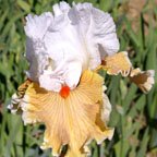 Mind's Eye - fragrant tall bearded Iris