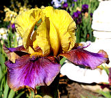 Mini Big Horn - Intermediate bearded Iris