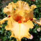 Minneola - fragrant reblooming Border bearded Iris