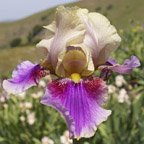 Miss Nellie - Border bearded Iris