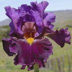 Miss Piggy - fragrant tall bearded Iris