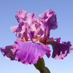 Mission Impossible - fragrant tall bearded Iris