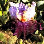 Missouri Fantasy - tall bearded Iris