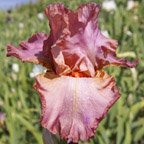 Missouri Rose - fragrant tall bearded Iris