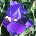 Missouri - tall bearded Iris