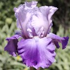 Misty Lady - fragrant reblooming tall bearded Iris