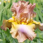 Miz Mary - tall bearded Iris