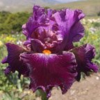 Mo-Town Sister - fragrant tall bearded Iris