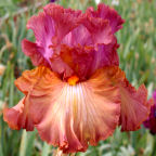 Mogul - tall bearded Iris