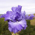 Monday-Monday - fragrant tall bearded Iris