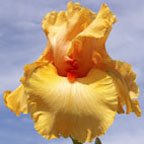 Montevideo - reblooming tall bearded Iris