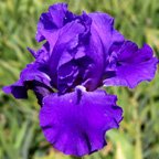 Monty's Sweet Blue - fragrant reblooming tall bearded Iris