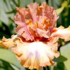 Mood Swing - reblooming tall bearded Iris