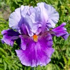 Moomba - tall bearded Iris