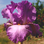 Morning Mail - tall bearded Iris