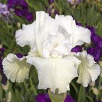 Mother Marshmallow - fragrant tall bearded Iris