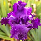 Mountain Majesty - tall bearded Iris