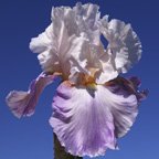 Mountain Violet - reblooming tall bearded Iris