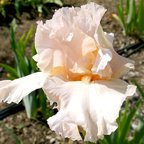 Muchas Gracias - tall bearded Iris