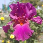 Mulberry Echo - fragrant reblooming tall bearded Iris