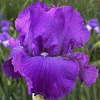 Mulberry Memories - reblooming tall bearded Iris