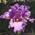 Muse's Fire - fragrant tall bearded Iris